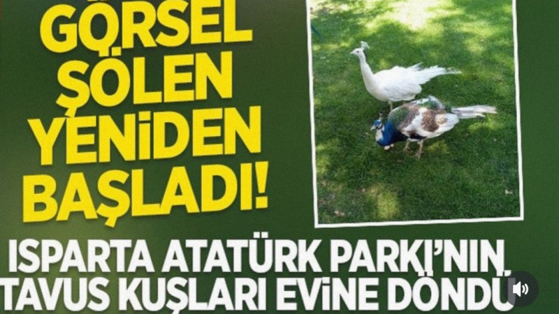 Isparta Atatürk Parkı’nın Tavus Kuşları Evine Döndü 