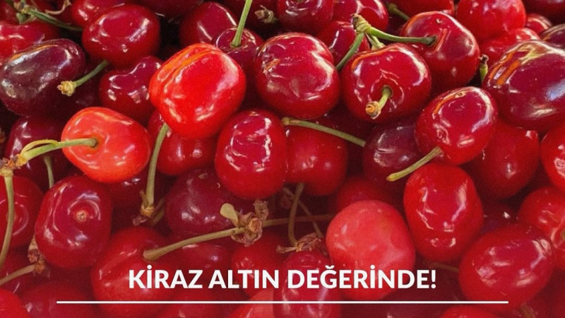 Manisa’nın Şehzadeler ilçesinde, kuzey yarımkürede yetişen sezonun ilk kirazı pazara sunuldu. Açık a