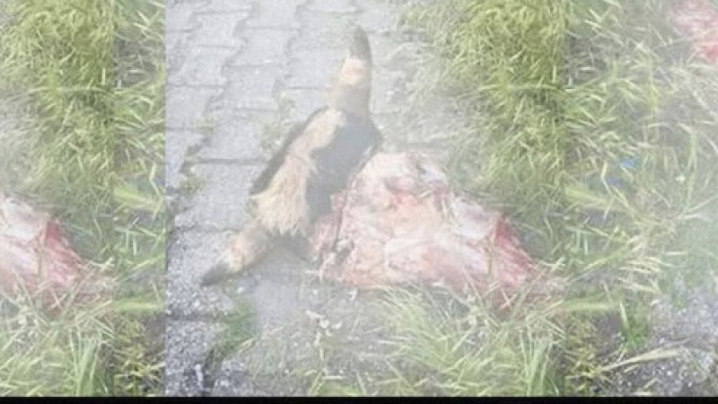 Kurban Atıkları Sokağa Bırakıldı Vatandaşlar Tepki Gösterdi