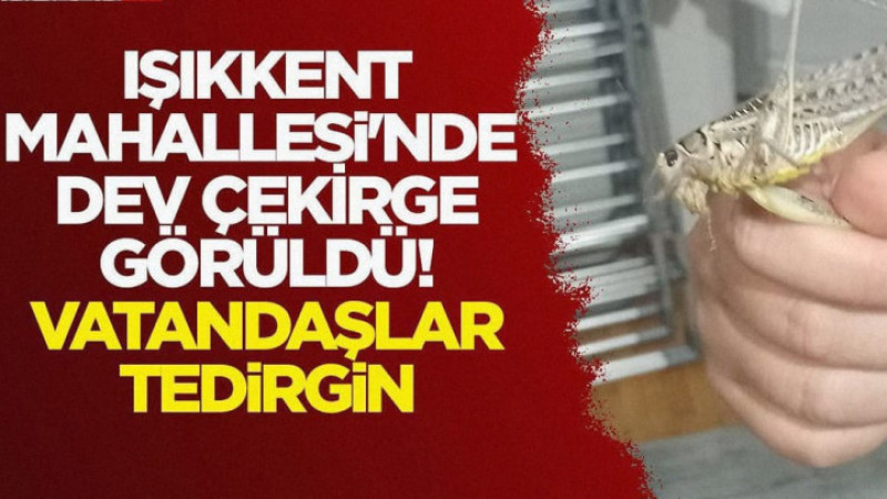 Işıkkent Mahallesi'nde Dev Çekirge Görüldü!