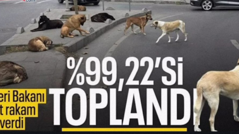 “1,5 ay sonra başıboş köpek sorunu kalmayacak”