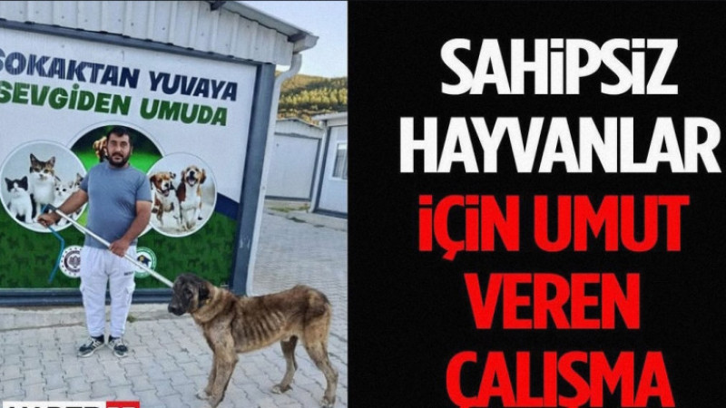 Isparta’da Can Dostları İçin Seferberlik: Hem Tedavi Ediliyor Hem Yuva Bulunuyor