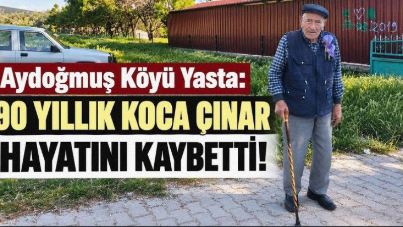 Aydoğmuş Köyü Yasta: 90 Yıllık Koca Çınar 