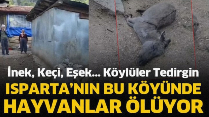 Isparta Sütçüler’de hayvan ölümleri köylüyü mağdur ediyor.