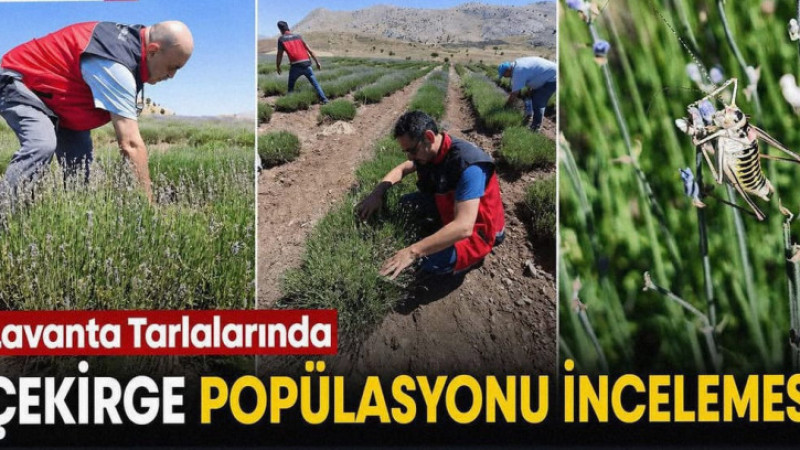 Lavanta Tarlalarında Çekirge Popülasyonu İncelemesi