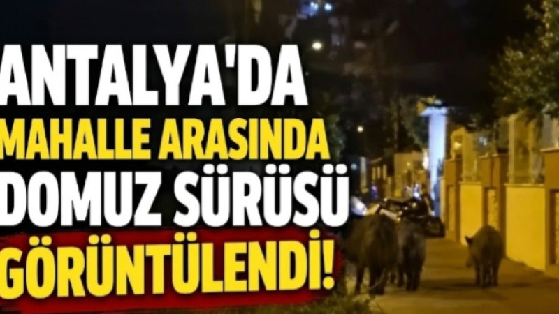 Antalya’da Mahalle Arasında Domuz Sürüsü!